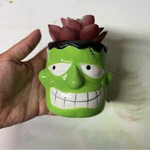 Succulent decoration